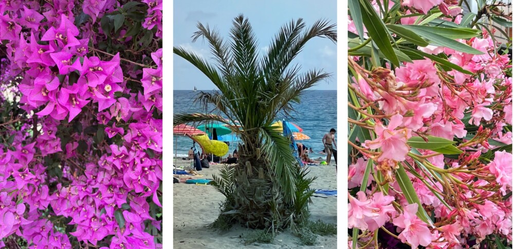 Bloemenrivièra, Palmenrivièra, Italiaanse Rivièra – hoe zit het precies?