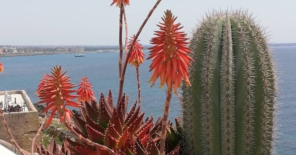 Punta Cutieri – bed & breakfast met zeezicht in Gallipoli, Puglia