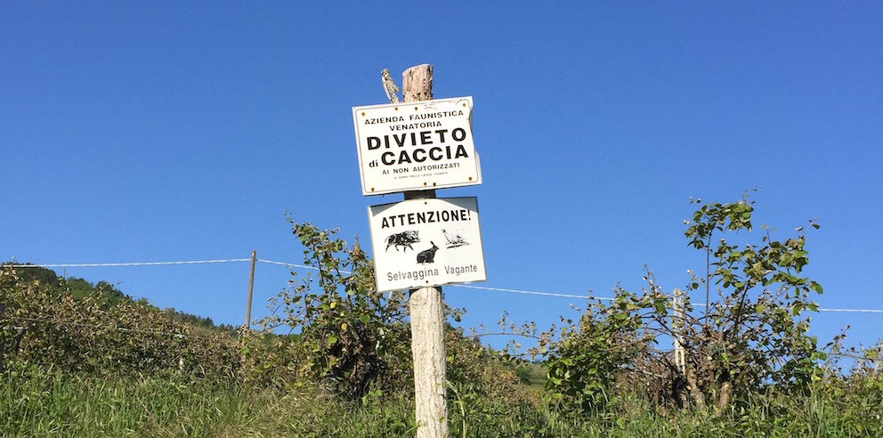 Haas, hert of wild zwijn: hoe heten ze in het Italiaans?