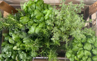 Alloro, salvia, zafferano – zo heten kruiden en specerijen in het Italiaans