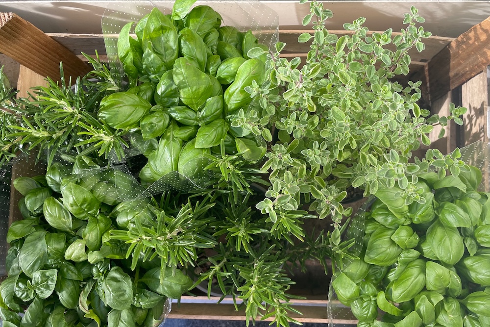 Basilico en andere kruiden in het Italiaans
