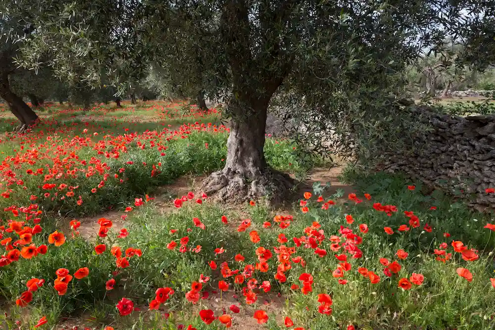 Olijfbomen en klaprozen in de Salento, Puglia
