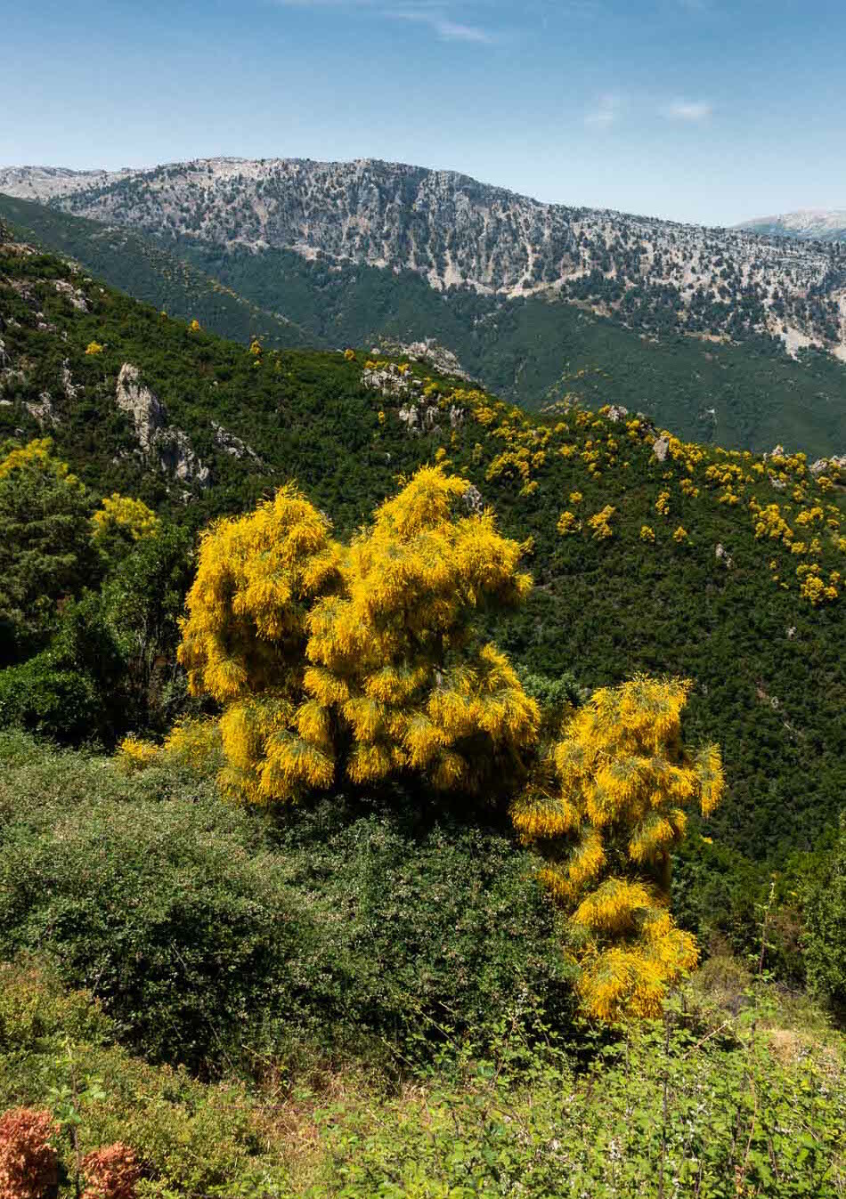 Panoramaroute SS125 op Sardinië