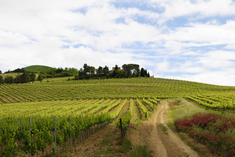 De wijngaarden van ViniVentiSei in Orvieto