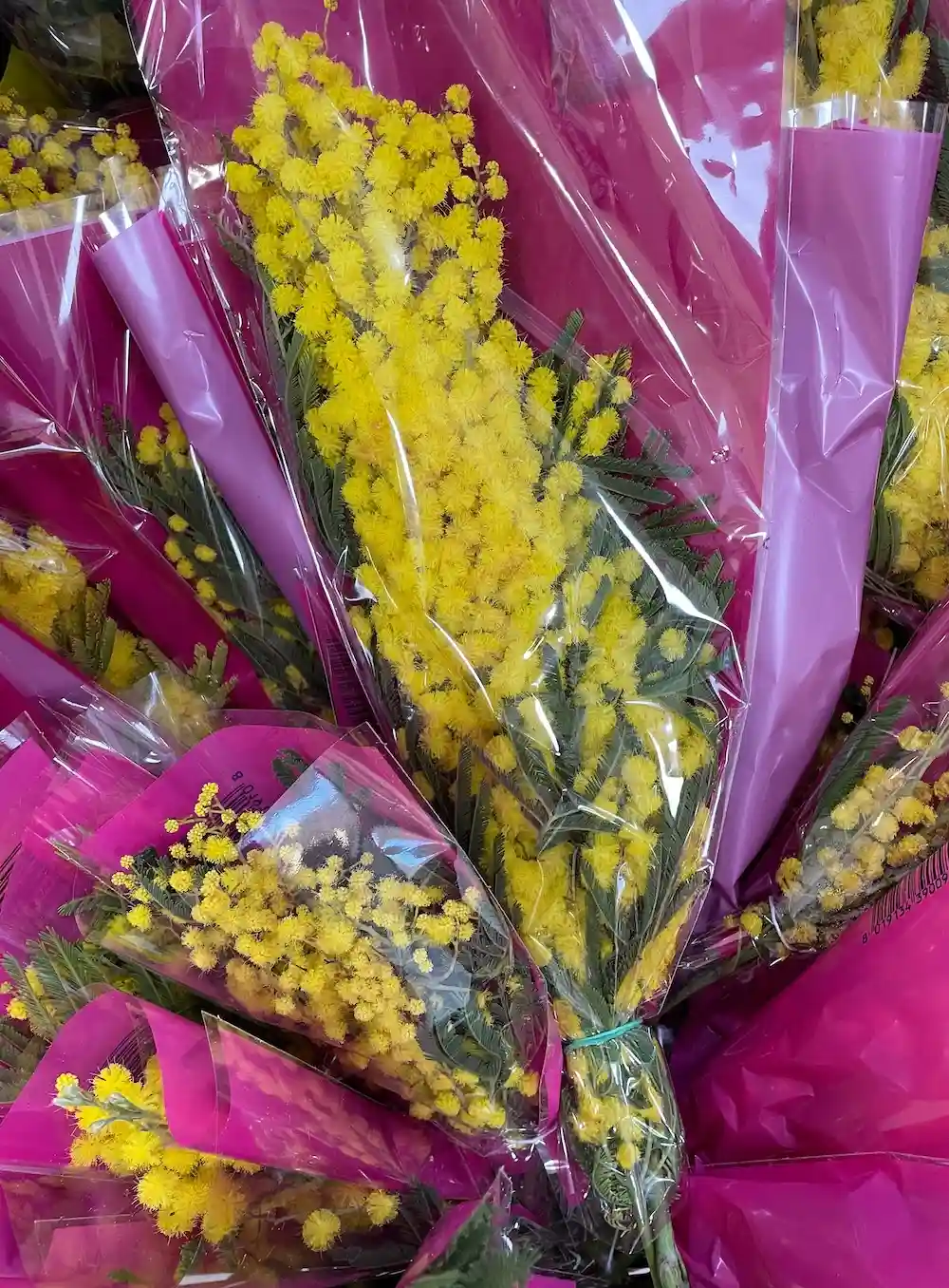 Bosjes mimosa voor la Festa della Donna