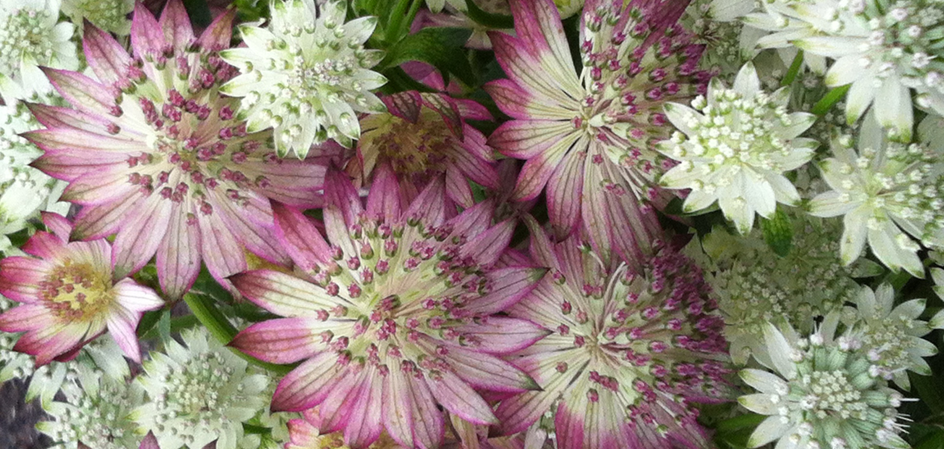 Woord van de week: petaloso