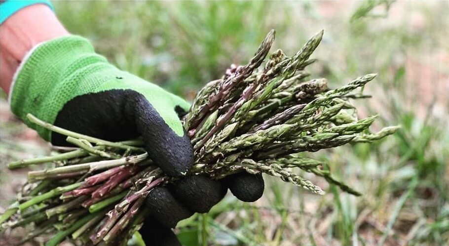 Italiaans koken met de seizoenen – wilde asperges